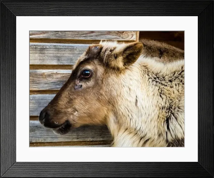 Framed Print : Young reindeer, its scientific name is Rangifer tarandus Framed Print : Young reindeer, its scientific name is Rangifer tarandus