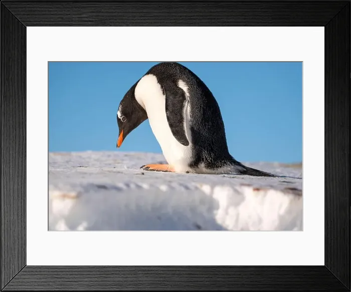 Framed Print : Gentoo penguin in Antarctica. Wild nature. Snow. South Pole Framed Print : Gentoo penguin in Antarctica. Wild nature. Snow. South Pole
