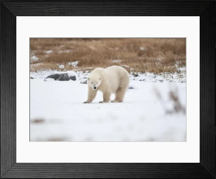 Framed Print : Polar bear on snow covered ground near the shoreline of Hudson Bay outside of Churchill, Manitoba, In winter Framed Print : Polar bear on snow covered ground near the shoreline of Hudson Bay outside of Churchill, Manitoba, In winter
