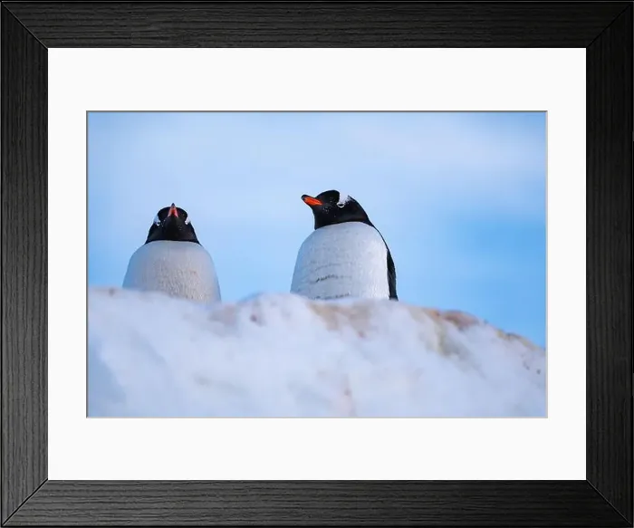 Framed Print : Gentoo penguin in Antarctica. Wild nature. Snow. South Pole Framed Print : Gentoo penguin in Antarctica. Wild nature. Snow. South Pole