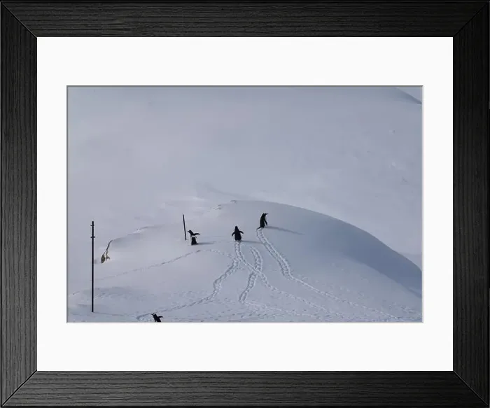 Framed Print : Group of gentoo penguins walking in the row. Track on the snow Framed Print : Group of gentoo penguins walking in the row. Track on the snow