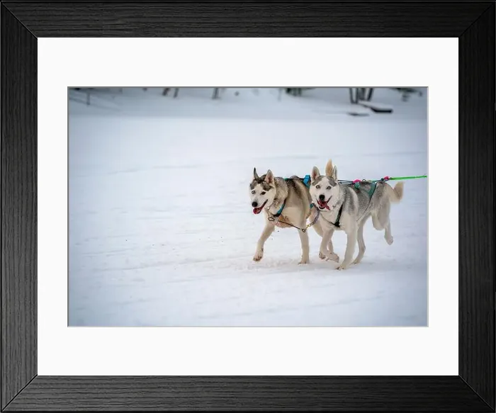 Framed Print : Sledding Sled dog lapland winter in Inari Nellim frozen lake Framed Print : Sledding Sled dog lapland winter in Inari Nellim frozen lake
