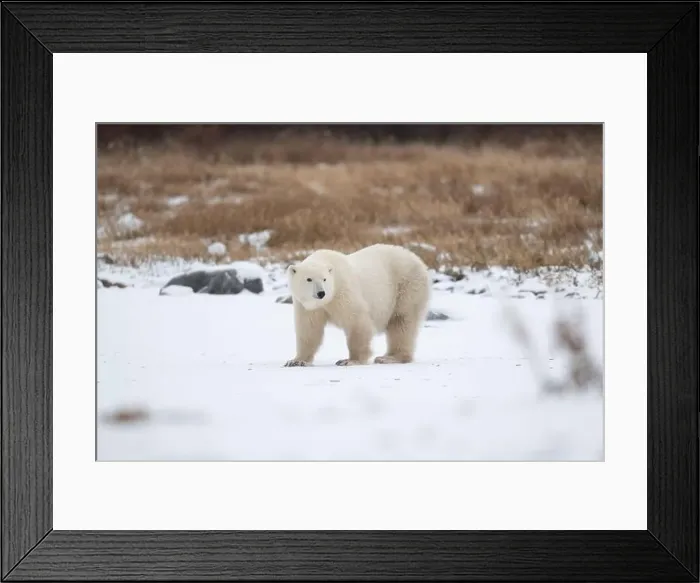 Framed Print : Polar bear on snow covered ground near the shoreline of Hudson Bay outside of Churchill, Manitoba, In winter Framed Print : Polar bear on snow covered ground near the shoreline of Hudson Bay outside of Churchill, Manitoba, In winter