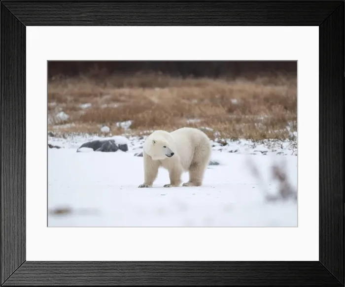 Framed Print : Polar bear on snow covered ground near the shoreline of Hudson Bay outside of Churchill, Manitoba, In winter Framed Print : Polar bear on snow covered ground near the shoreline of Hudson Bay outside of Churchill, Manitoba, In winter