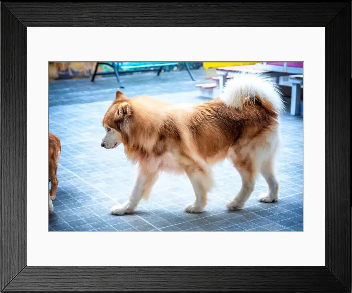 Framed Print : Alaska Malamute dog portrait in domesticated pet Framed Print : Alaska Malamute dog portrait in domesticated pet