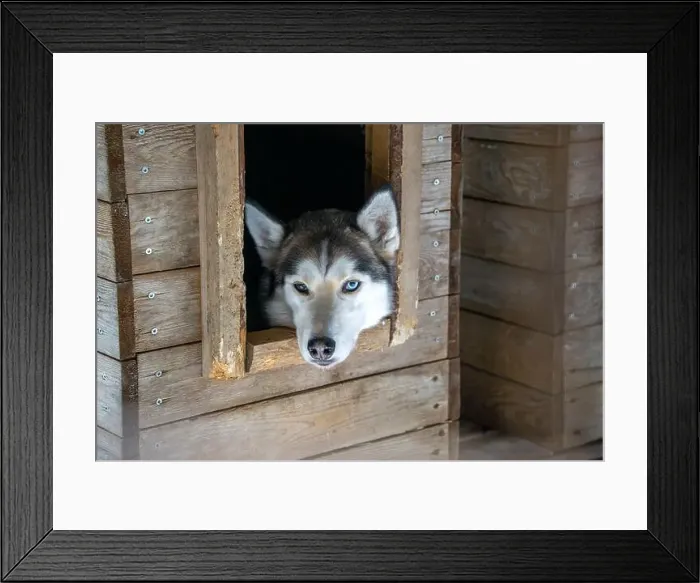 Framed Print : A dog resting in farm after a Sledding Sled dog lapland winter in Inari Nellim frozen lake Framed Print : A dog resting in farm after a Sledding Sled dog lapland winter in Inari Nellim frozen lake