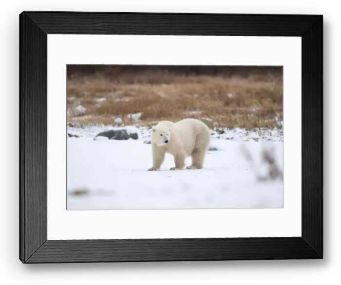 Framed Print : Polar bear on snow covered ground near the shoreline of Hudson Bay outside of Churchill, Manitoba, In winter Framed Print : Polar bear on snow covered ground near the shoreline of Hudson Bay outside of Churchill, Manitoba, In winter