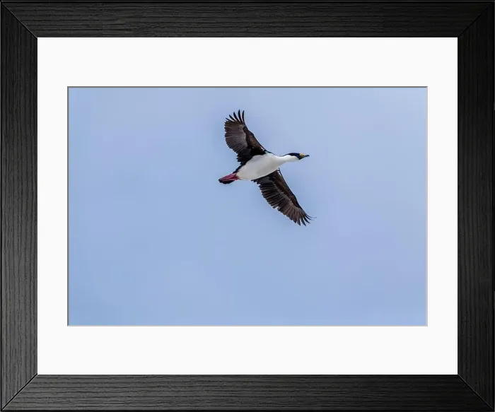 Framed Print : Antarctic shag (Leucocarbo bransfieldensis) flying in the sky. A Framed Print : Antarctic shag (Leucocarbo bransfieldensis) flying in the sky. A