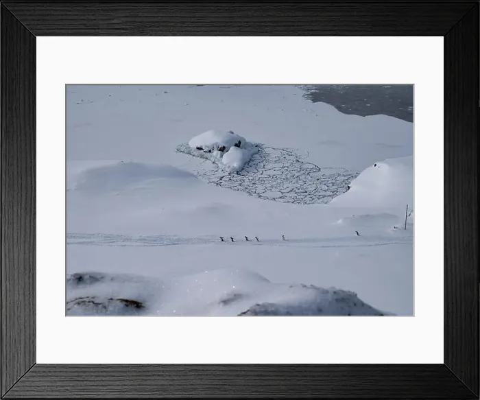 Framed Print : Group of gentoo penguins walking in the row. Track on the snow Framed Print : Group of gentoo penguins walking in the row. Track on the snow