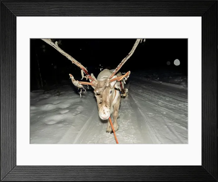 Framed Print : A Sami reindeer farm in LApland Finland