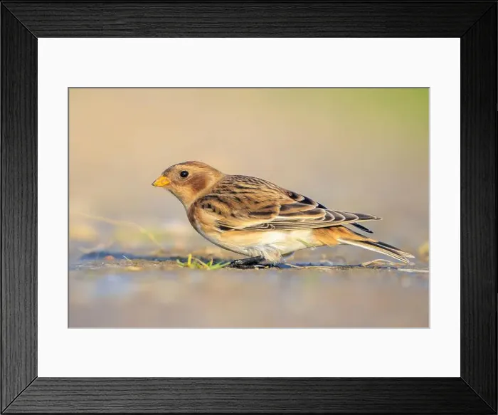 Framed Print : Closeup of a snow bunting, Plectrophenax nivalis, female bird foraging in grass Framed Print : Closeup of a snow bunting, Plectrophenax nivalis, female bird foraging in grass