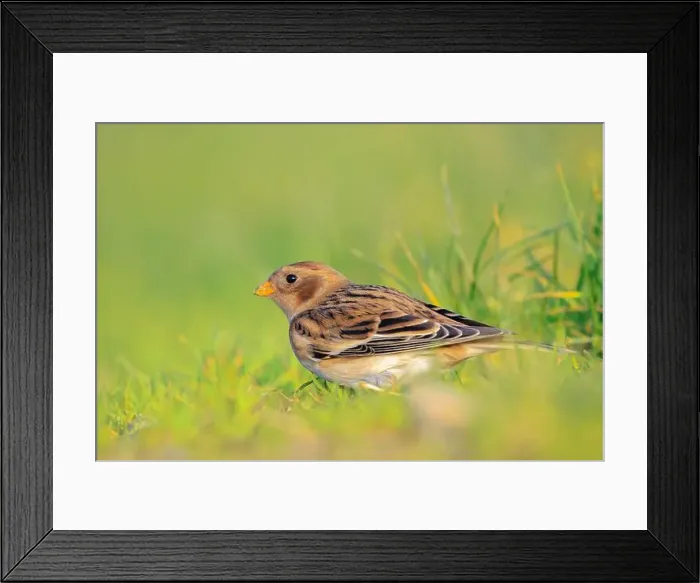 Framed Print : Closeup of a snow bunting, Plectrophenax nivalis, female bird foraging in grass Framed Print : Closeup of a snow bunting, Plectrophenax nivalis, female bird foraging in grass