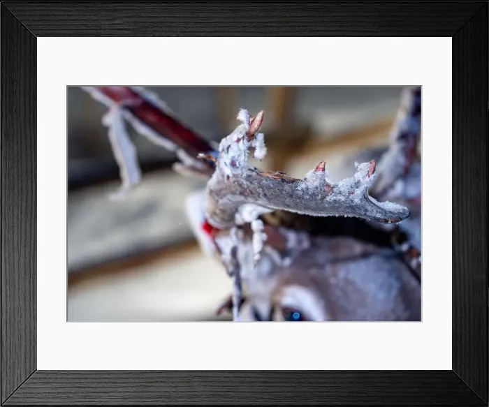Framed Print : Detail of reindeer losing his horns in Sami reindeer farm in LApland Finland Framed Print : Detail of reindeer losing his horns in Sami reindeer farm in LApland Finland