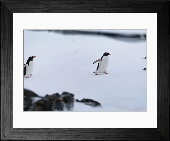 Framed Print : Gentoo penguin in Antarctica. Wild nature. Snow. South Pole Framed Print : Gentoo penguin in Antarctica. Wild nature. Snow. South Pole