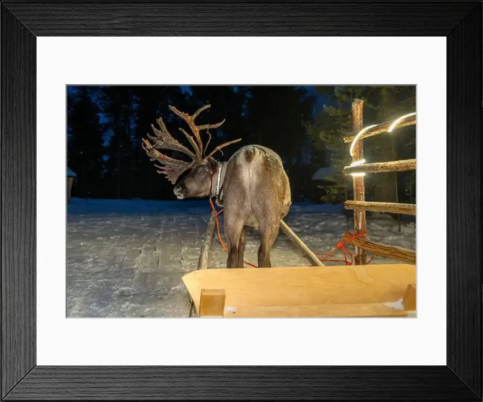 Framed Print : A Sami reindeer farm in LApland Finland