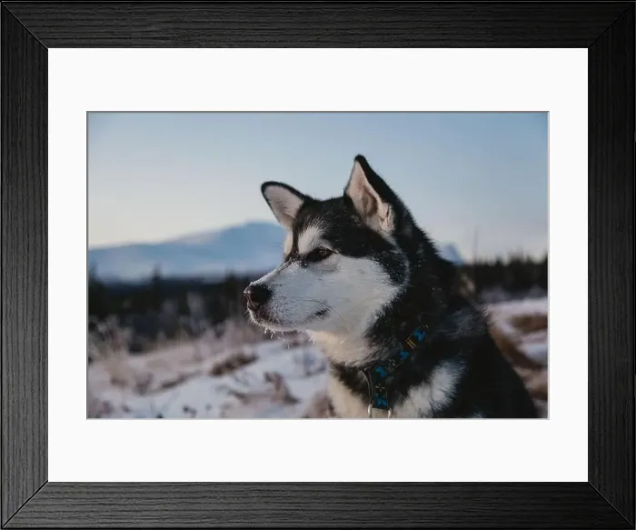 Framed Print : Alaskan Malamute in Snowy Landscape Framed Print : Alaskan Malamute in Snowy Landscape