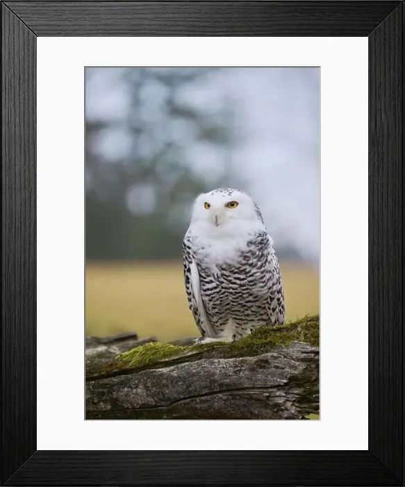 Framed Print : Snowy owl on branch (Bubo scandiacus) captive, Czech Republic, Europe Framed Print : Snowy owl on branch (Bubo scandiacus) captive, Czech Republic, Europe