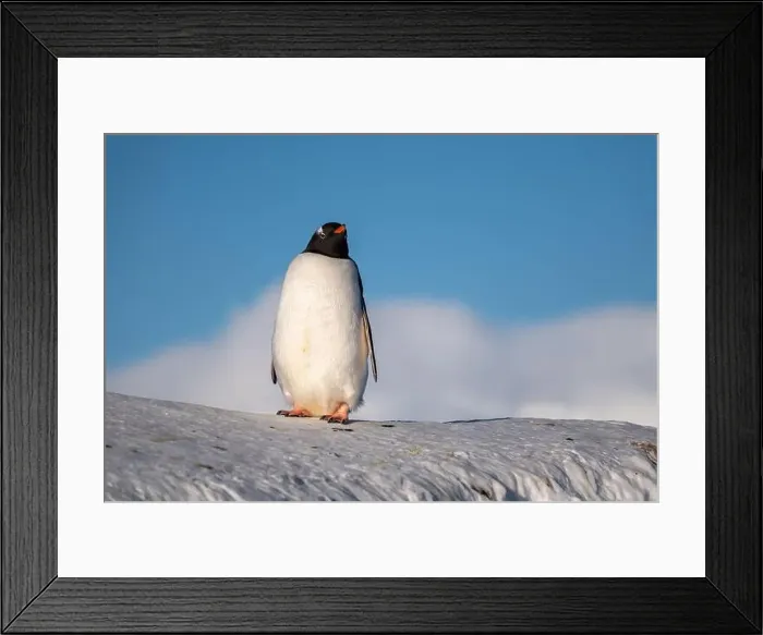 Framed Print : Gentoo penguin in Antarctica. Wild nature. Snow. South Pole Framed Print : Gentoo penguin in Antarctica. Wild nature. Snow. South Pole