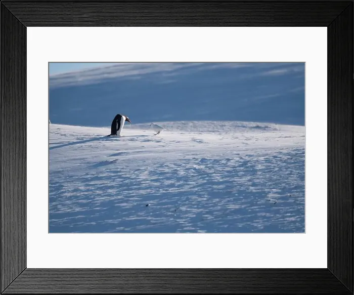 Framed Print : Gentoo penguin in Antarctica. Wild nature. Snow. South Pole Framed Print : Gentoo penguin in Antarctica. Wild nature. Snow. South Pole