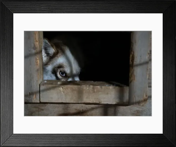 Framed Print : A dog resting in farm after a Sledding Sled dog lapland winter in Inari Nellim frozen lake Framed Print : A dog resting in farm after a Sledding Sled dog lapland winter in Inari Nellim frozen lake
