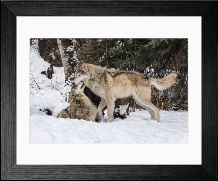 Framed Print : The gray wolf or grey wolf is native to Eurasia and N America Framed Print : The gray wolf or grey wolf is native to Eurasia and N America