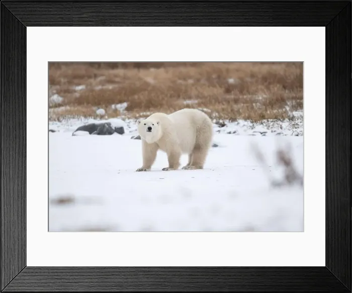 Framed Print : Polar bear on snow covered ground near the shoreline of Hudson Bay outside of Churchill, Manitoba, In winter Framed Print : Polar bear on snow covered ground near the shoreline of Hudson Bay outside of Churchill, Manitoba, In winter