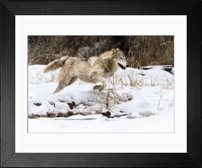 Framed Print : The gray wolf or grey wolf is native to Eurasia and N America Framed Print : The gray wolf or grey wolf is native to Eurasia and N America