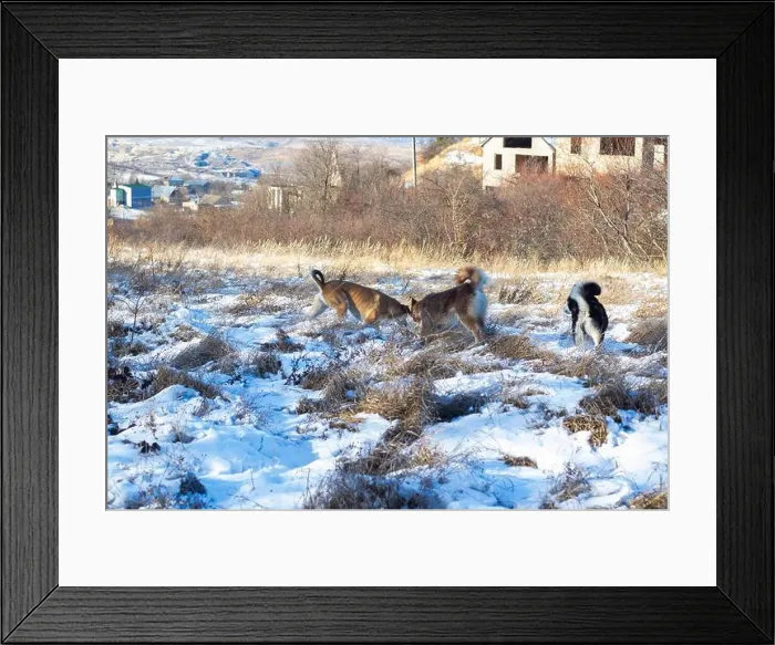 Framed Print : photo of hasky in snow Framed Print : photo of hasky in snow