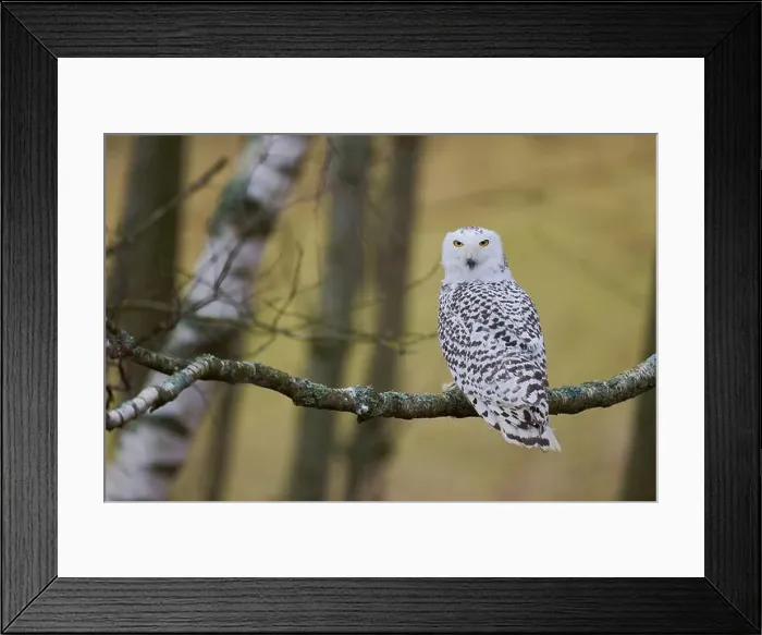 Framed Print : Snowy owl on branch (Bubo scandiacus) captive, Czech Republic, Europe Framed Print : Snowy owl on branch (Bubo scandiacus) captive, Czech Republic, Europe
