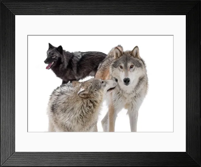 Framed Print : The gray wolf or grey wolf is native to Eurasia and N America Framed Print : The gray wolf or grey wolf is native to Eurasia and N America