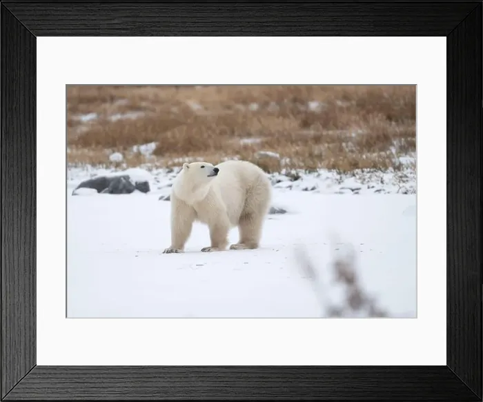 Framed Print : Polar bear on snow covered ground near the shoreline of Hudson Bay outside of Churchill, Manitoba, In winter Framed Print : Polar bear on snow covered ground near the shoreline of Hudson Bay outside of Churchill, Manitoba, In winter