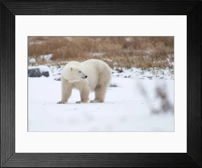 Framed Print : Polar bear on snow covered ground near the shoreline of Hudson Bay outside of Churchill, Manitoba, In winter