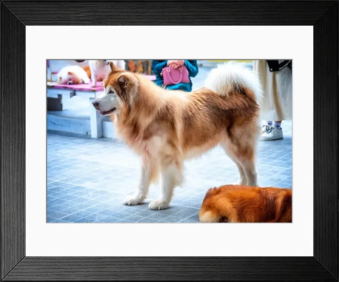 Framed Print : Alaska Malamute dog portrait in domesticated pet Framed Print : Alaska Malamute dog portrait in domesticated pet