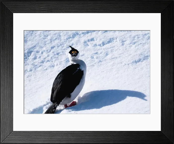 Framed Print : Antarctic shag (Leucocarbo bransfieldensis). Antarctica. Seabird Framed Print : Antarctic shag (Leucocarbo bransfieldensis). Antarctica. Seabird