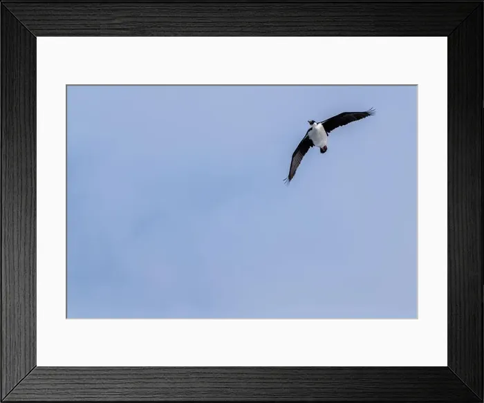 Framed Print : Antarctic shag (Leucocarbo bransfieldensis) flying in the sky. A Framed Print : Antarctic shag (Leucocarbo bransfieldensis) flying in the sky. A