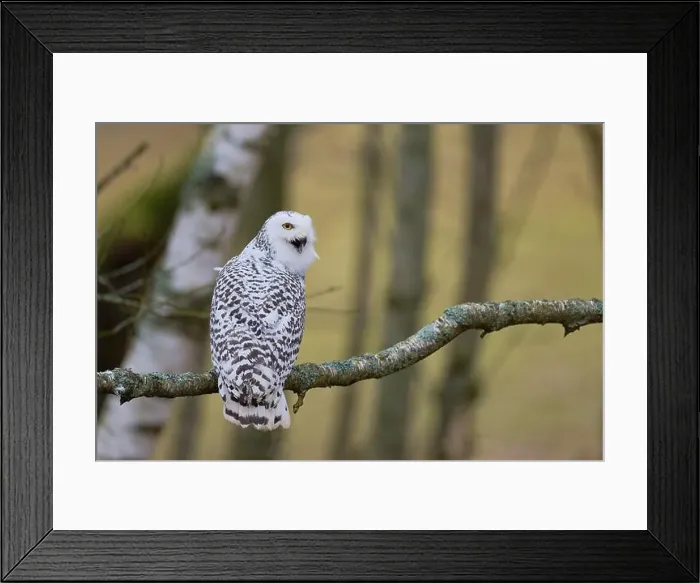 Framed Print : Snowy owl on branch (Bubo scandiacus) captive, Czech Republic, Europe