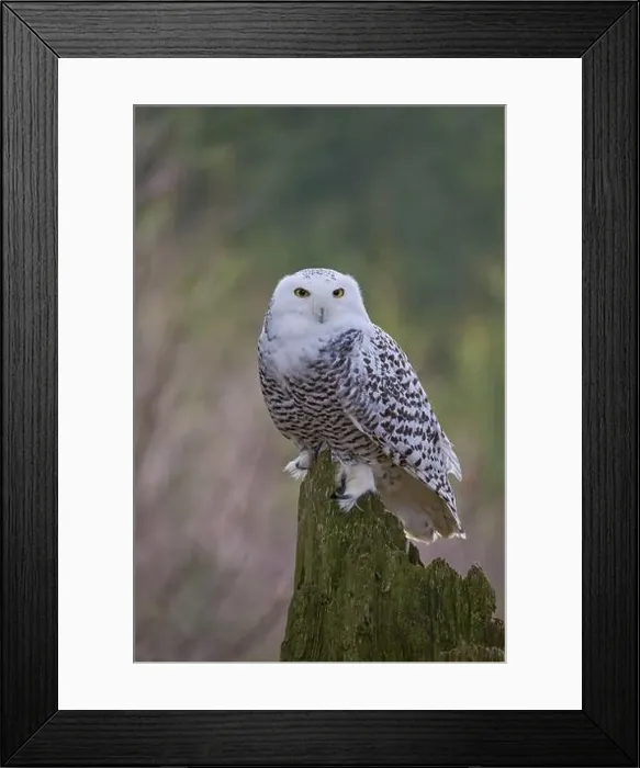 Framed Print : Snowy owl (Bubo scandiacus) captive, Czech Republic, Europe Framed Print : Snowy owl (Bubo scandiacus) captive, Czech Republic, Europe