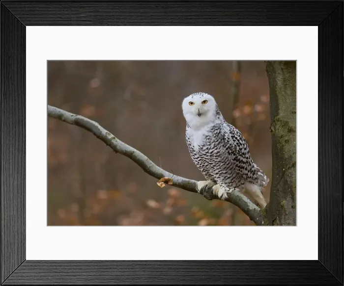 Framed Print : Snowy owl on branch (Bubo scandiacus) captive, Czech Republic, Europe Framed Print : Snowy owl on branch (Bubo scandiacus) captive, Czech Republic, Europe