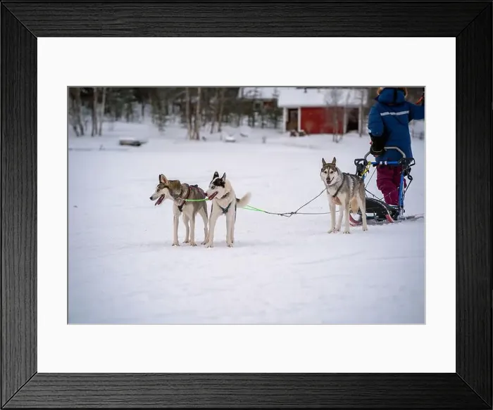 Framed Print : Sledding Sled dog lapland winter in Inari Nellim frozen lake Framed Print : Sledding Sled dog lapland winter in Inari Nellim frozen lake