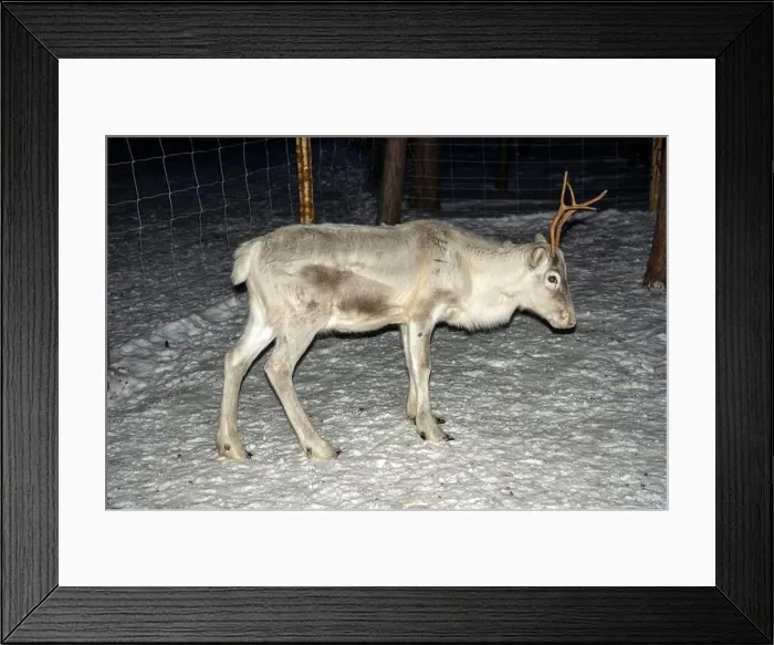 Framed Print : A Baby newborn Sami reindeer farm in LApland Finland Framed Print : A Baby newborn Sami reindeer farm in LApland Finland