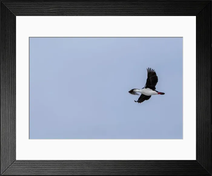 Framed Print : Antarctic Shag -Leucocarbo bransfieldensis- flying and carrying Framed Print : Antarctic Shag -Leucocarbo bransfieldensis- flying and carrying