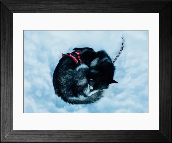 Framed Print : Alaskan Malamute Curled Up in Snow with Harness Framed Print : Alaskan Malamute Curled Up in Snow with Harness