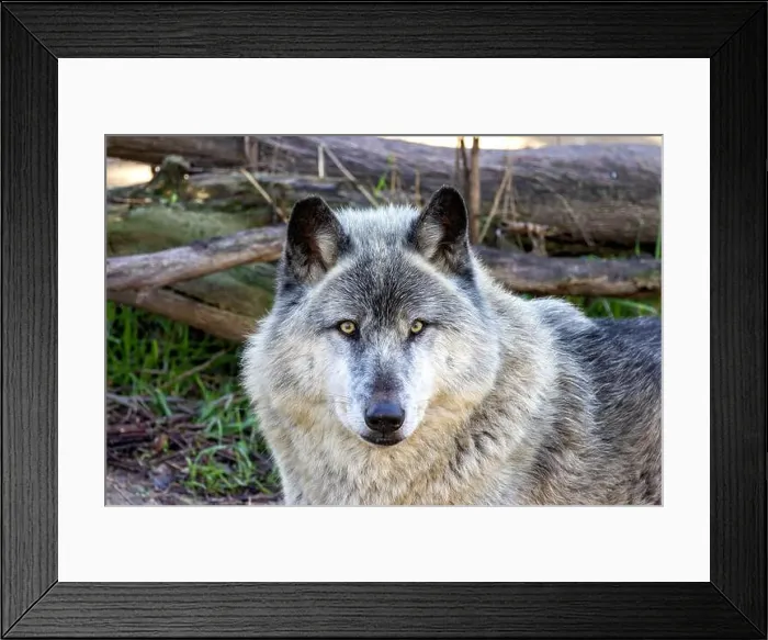 Framed Print : The grey wolf (Canis lupus) preys on ungulates, small animals, and carrion. Photo taken in Yellowstone Framed Print : The grey wolf (Canis lupus) preys on ungulates, small animals, and carrion. Photo taken in Yellowstone