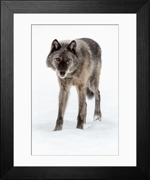 Framed Print : The gray wolf or grey wolf is native to Eurasia and N America Framed Print : The gray wolf or grey wolf is native to Eurasia and N America