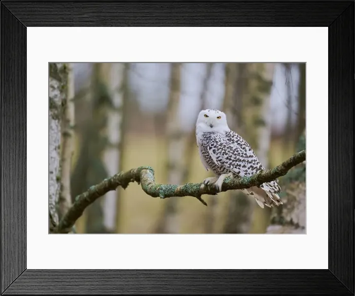 Framed Print : Snowy owl on branch (Bubo scandiacus) captive, Czech Republic, Europe Framed Print : Snowy owl on branch (Bubo scandiacus) captive, Czech Republic, Europe