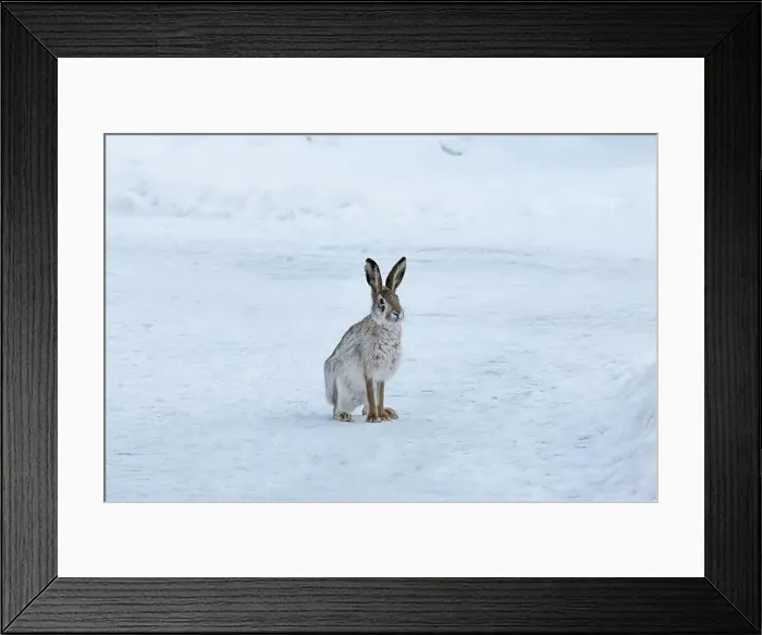 Framed Print : Wild hare sitting on snow in winter landscape Framed Print : Wild hare sitting on snow in winter landscape