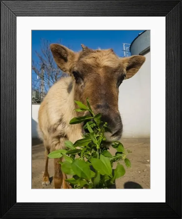 Framed Print : Young reindeer, its scientific name is Rangifer tarandus is eating leaves