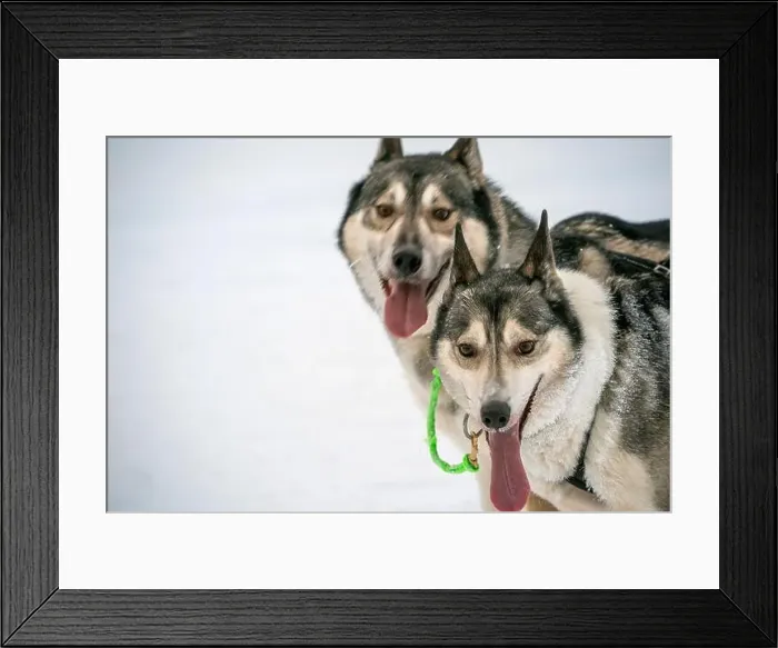 Framed Print : Sledding Sled dog lapland winter in Inari Nellim frozen lake Framed Print : Sledding Sled dog lapland winter in Inari Nellim frozen lake