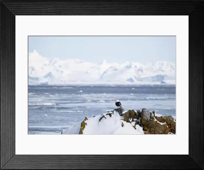 Framed Print : Kelp Gull (Larus dominicanus) flying in the sky. Antarctica Framed Print : Kelp Gull (Larus dominicanus) flying in the sky. Antarctica
