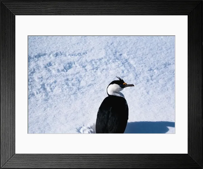 Framed Print : Antarctic shag (Leucocarbo bransfieldensis). Antarctica. Seabird Framed Print : Antarctic shag (Leucocarbo bransfieldensis). Antarctica. Seabird